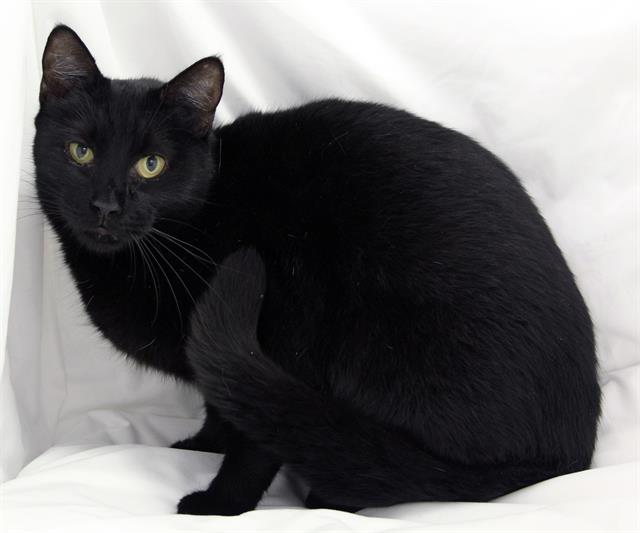 KARMA, Adoptable, Young Female Domestic Short Hair.
