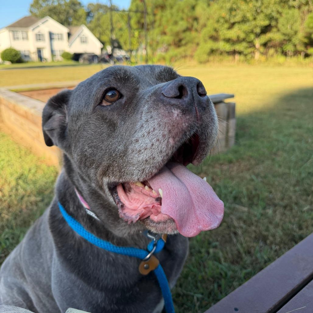 Isabella, Adoptable, Senior Female Pit Bull Terrier & Cane Corso.