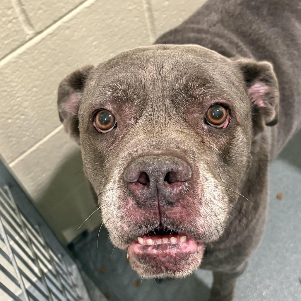 Enlarge Isabella, a Adoptable mixed breed in Chesapeake, VA image 2/2