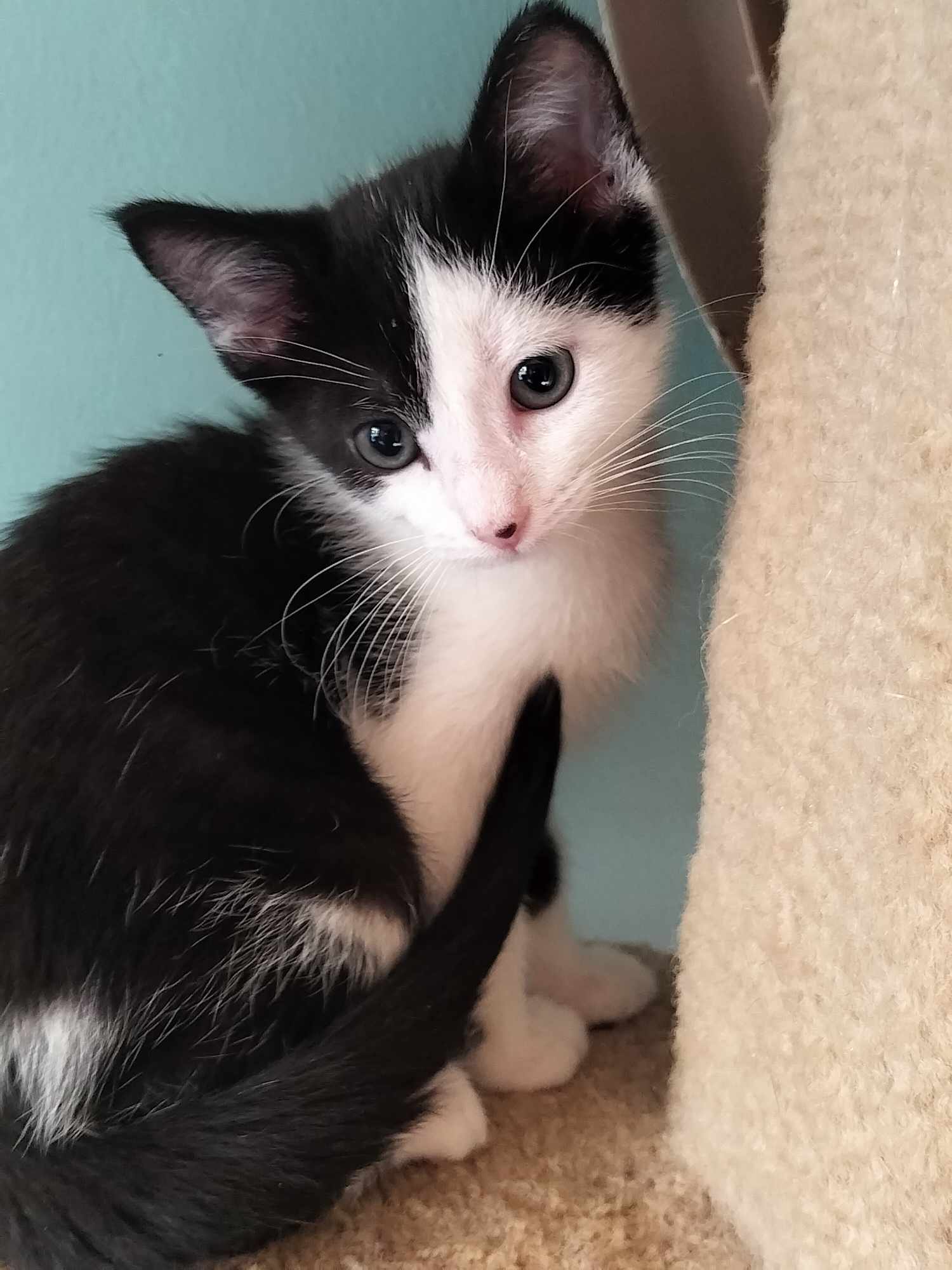 Mark Catony, an adopted Domestic Short Hair in Olivet, MI_image-1