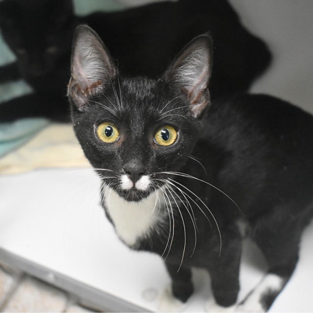 Enlarge Stash, a Adoptable mixed breed in Saint Petersburg, FL image 1/1