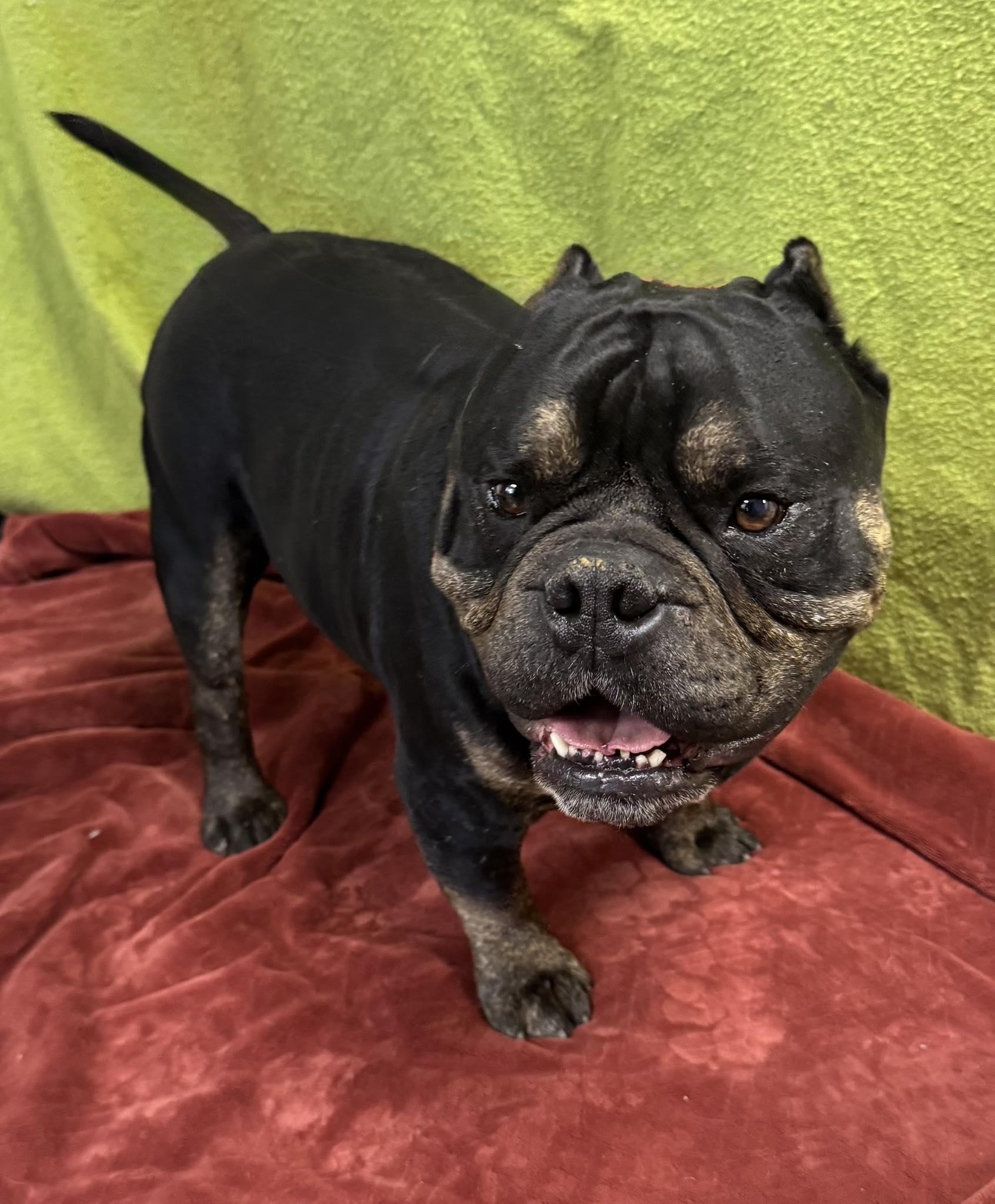 Ham Bone, ADOPTABLE, Adult Male American Bulldog.