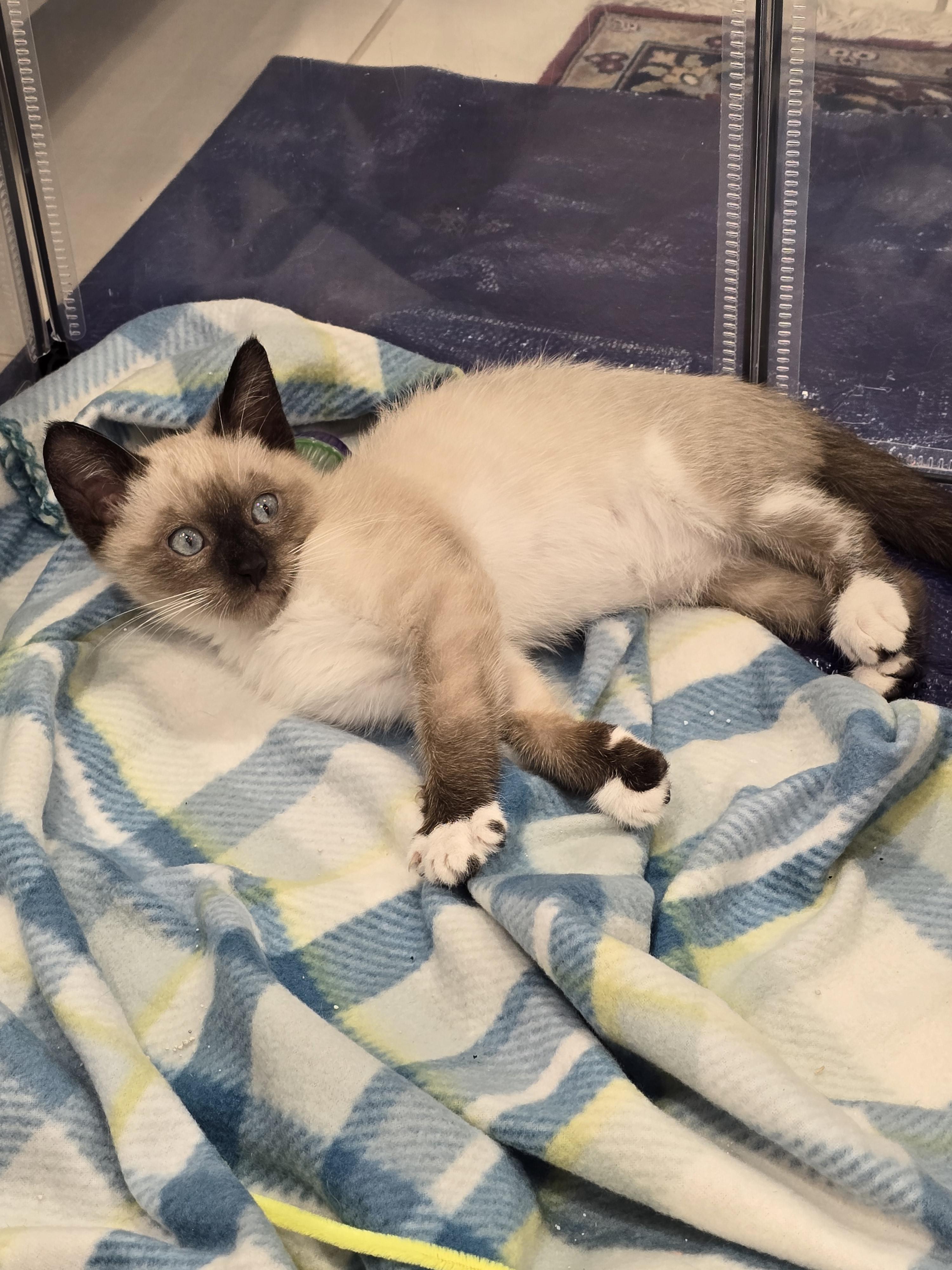 Reyn, ADOPTABLE, Kitten Male Snowshoe.