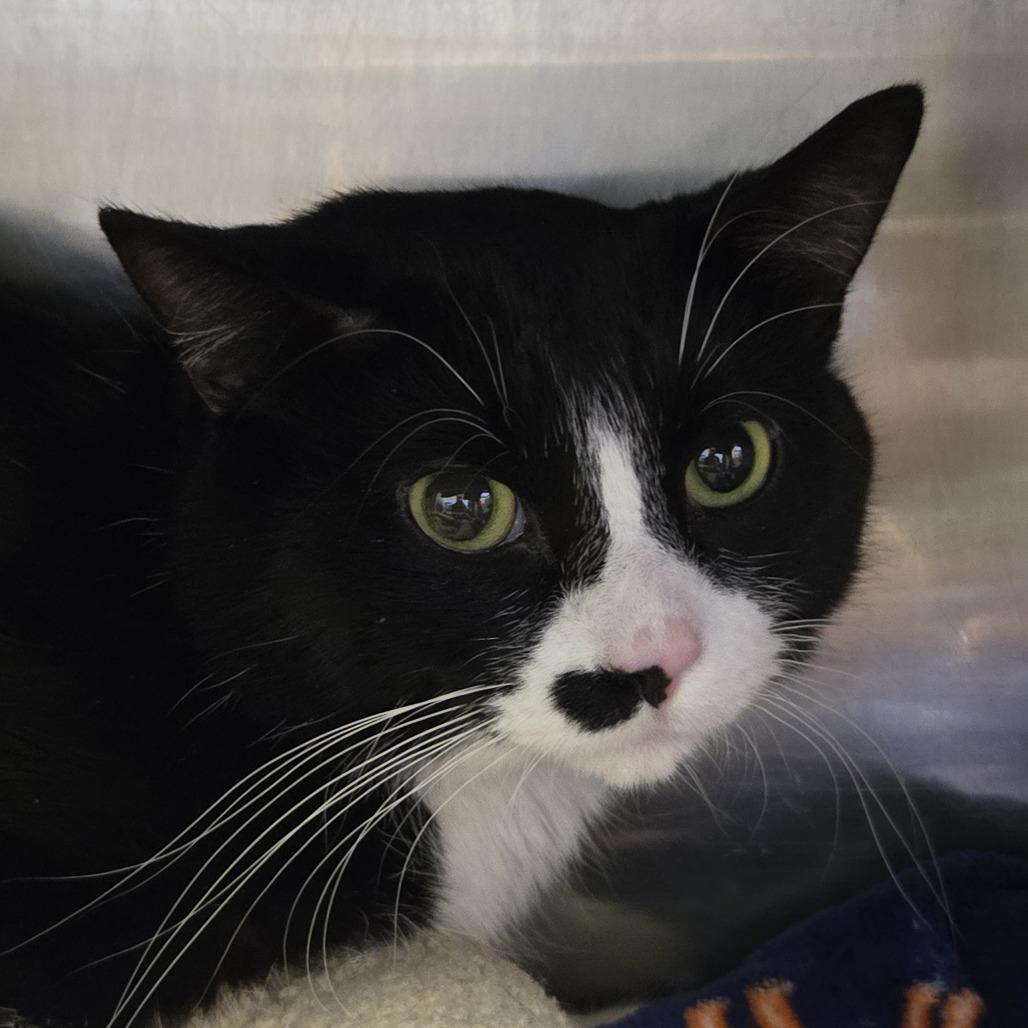 Enlarge Riyu, a Adoptable Domestic Short Hair in Saint Cloud, MN image 1/6