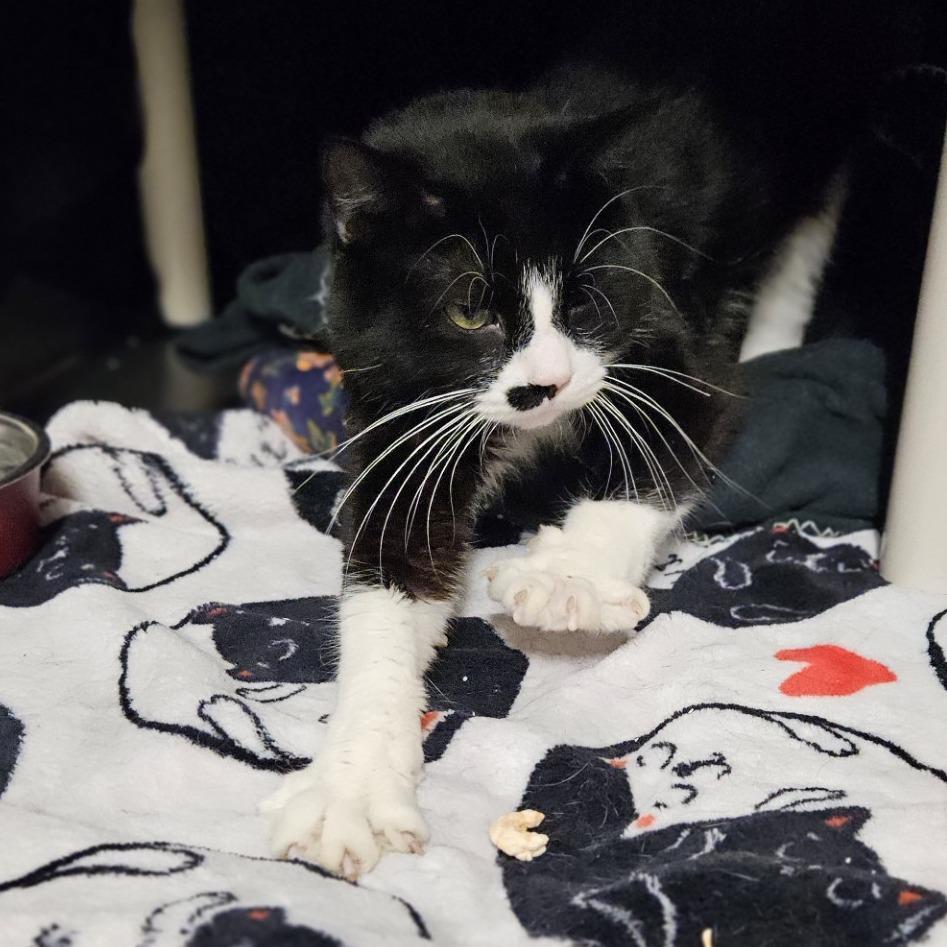 Enlarge Riyu, a Adoptable Domestic Short Hair in Saint Cloud, MN image 4/6