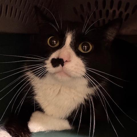 Enlarge Riyu, a Adoptable Domestic Short Hair in Saint Cloud, MN image 5/6