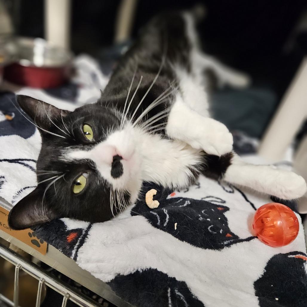 Enlarge Riyu, a Adoptable Domestic Short Hair in Saint Cloud, MN image 6/6