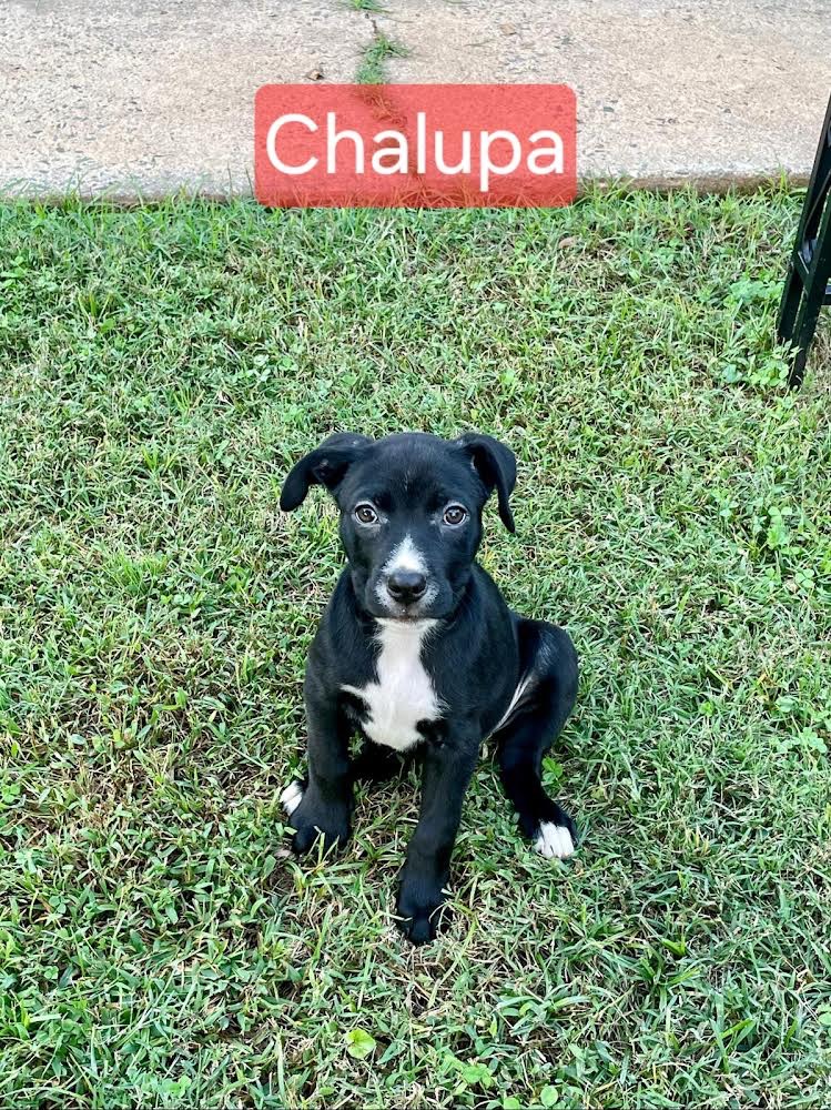 Dog for adoption Chalupa, a Feist in Rutherfordton, NC Petfinder