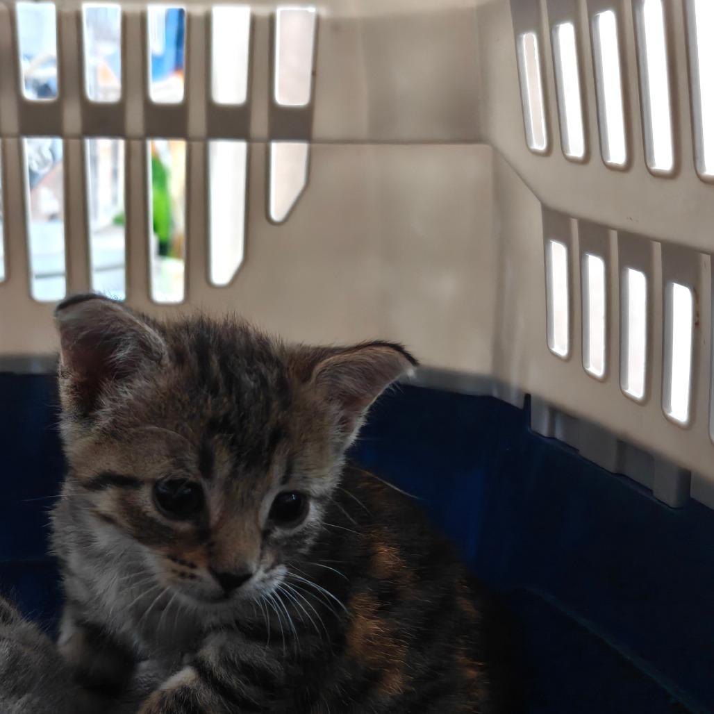 Debbie, Adoptable, Kitten Female Domestic Short Hair.