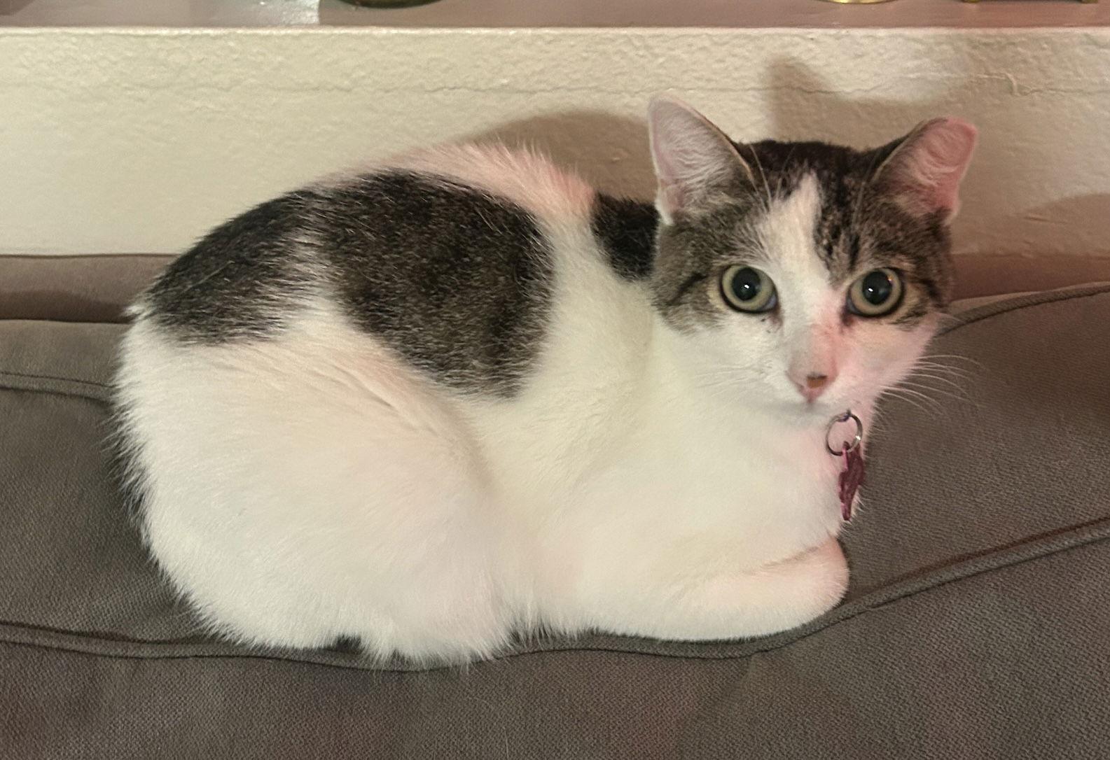 Mia & Baby - Bonded mom and girl, Adoptable, Adult Female Domestic Short Hair.