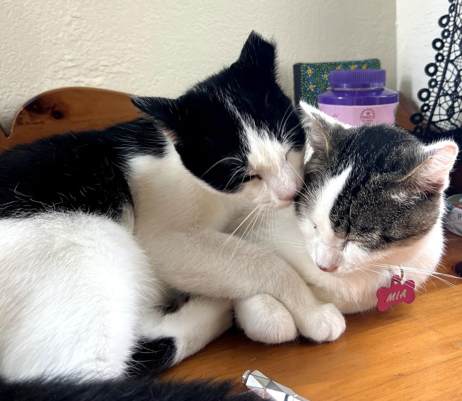 Enlarge Mia & Baby - Bonded mom and girl, a Adoptable mixed breed in San Luis Obispo, CA image 2/3