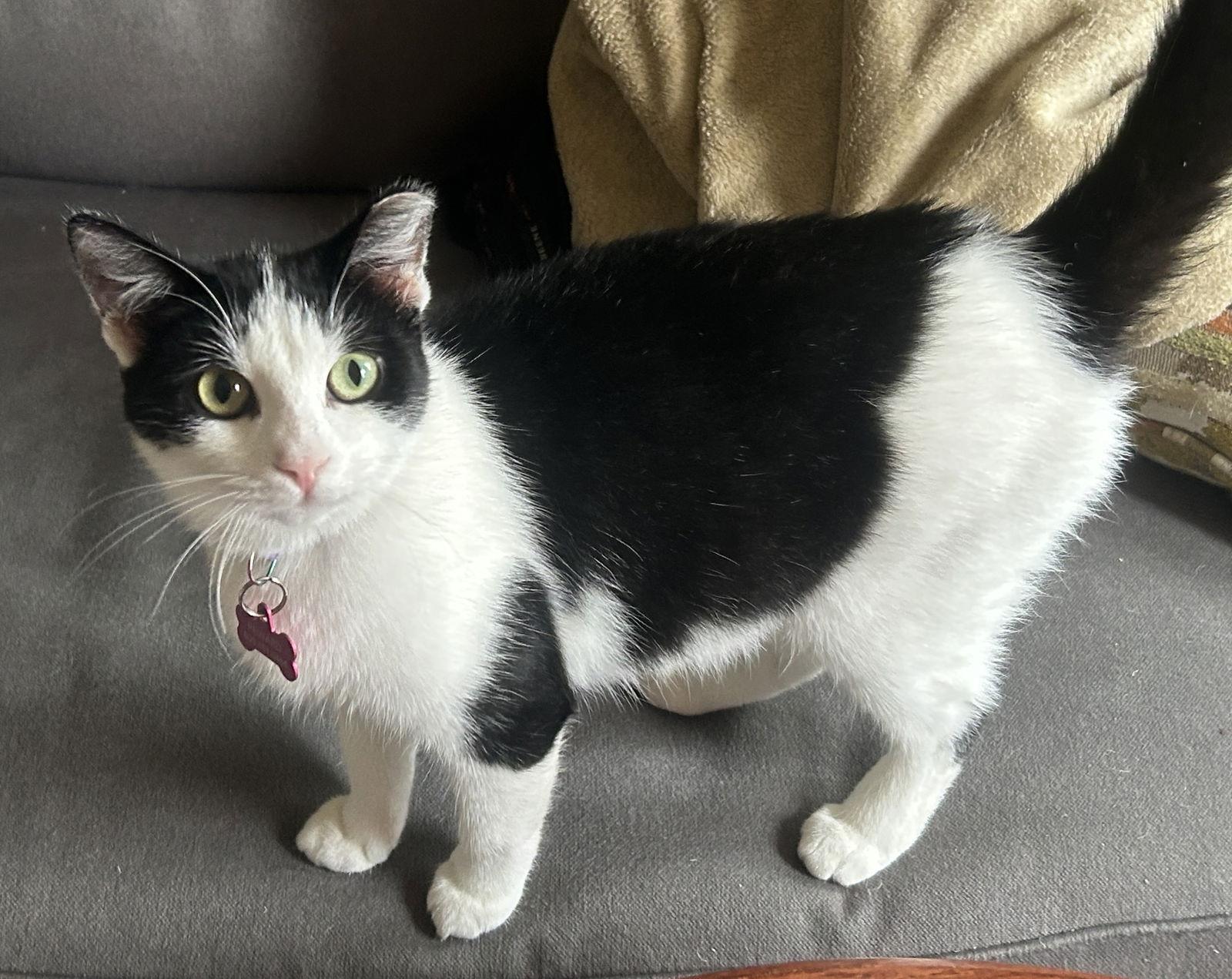 Enlarge Mia & Baby - Bonded mom and girl, a Adoptable mixed breed in San Luis Obispo, CA image 3/3