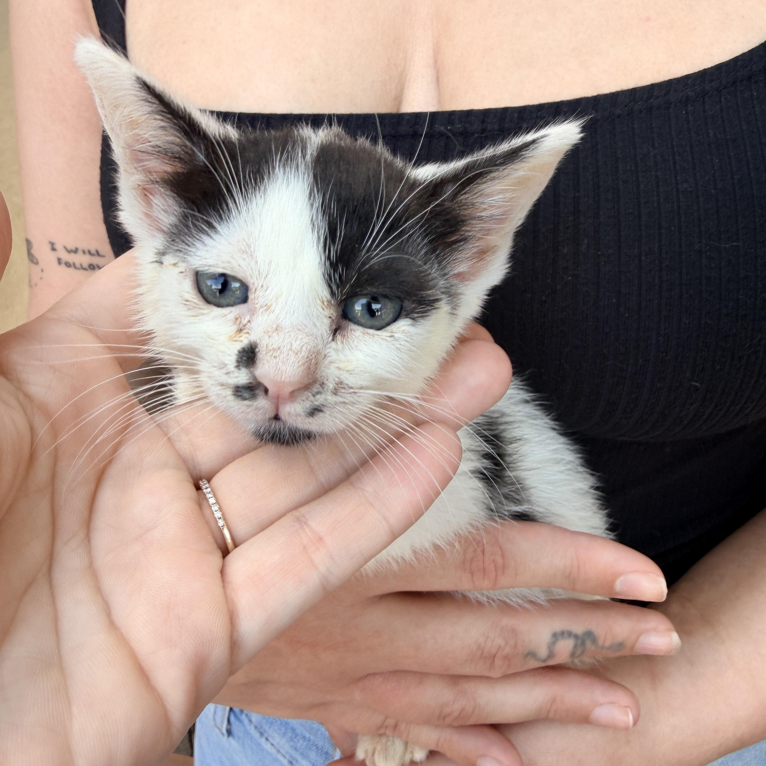 Ruby , ADOPTABLE, Kitten Female Domestic Short Hair.