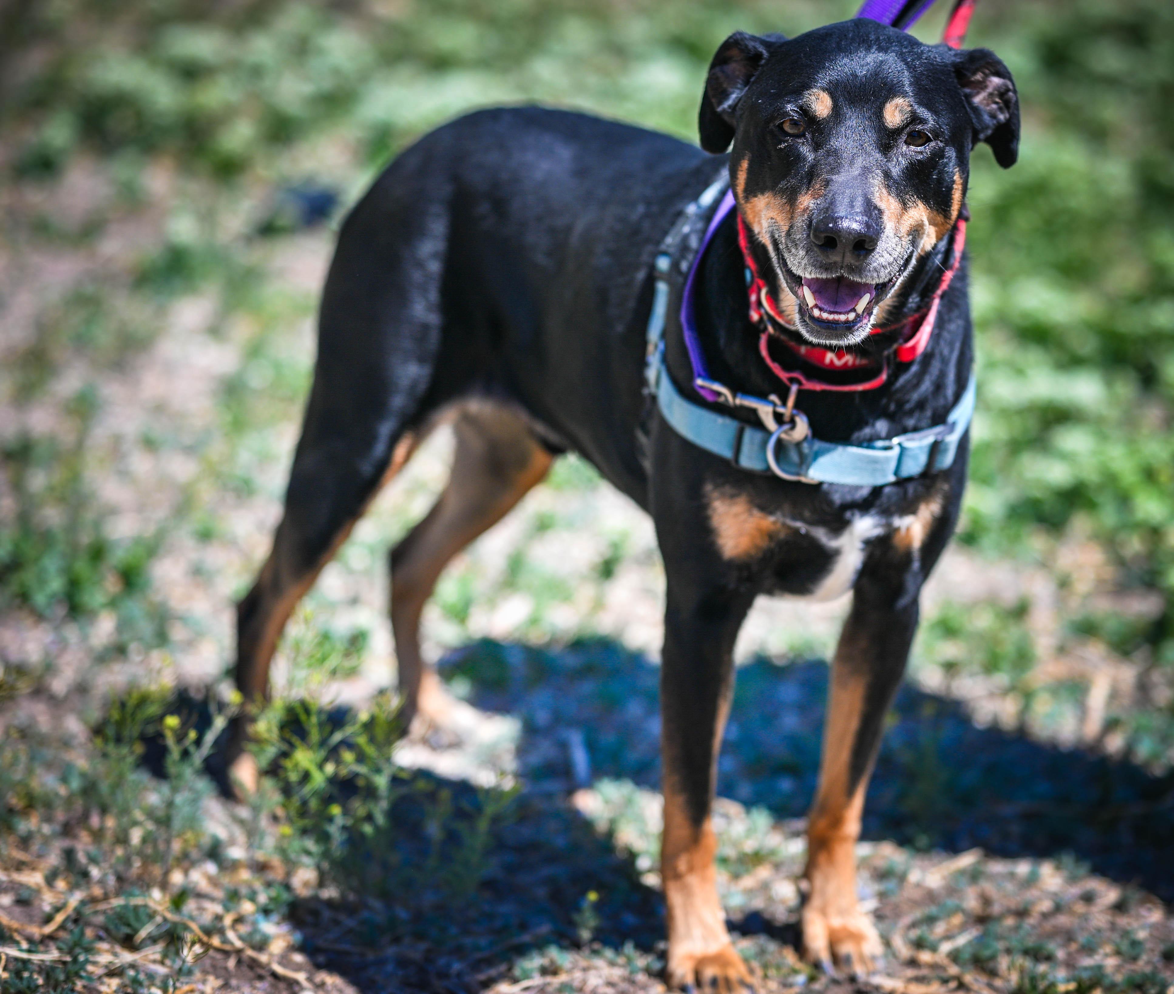 Enlarge Baxter Roo, a Adoptable mixed breed in Pueblo, CO image 2/2
