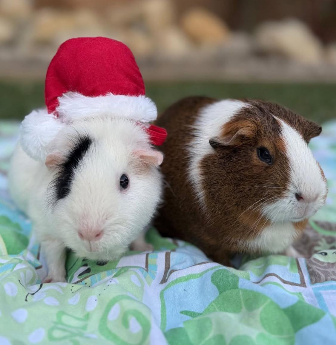 DD and Caramel, ADOPTABLE, Young Female Guinea Pig.