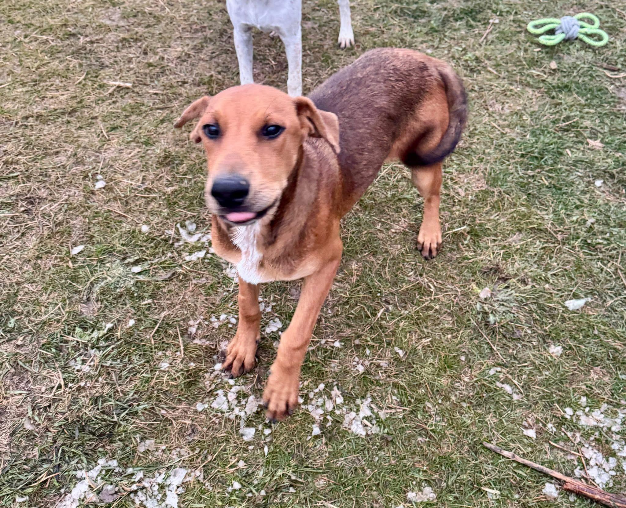 Quill, an adoptable Mixed Breed in Wilsall, MT, 59086 | Photo Image 1