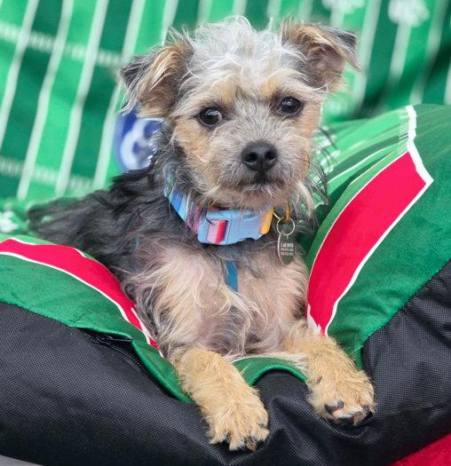 Sheldon, Adoptable, Young Male Terrier & Poodle.