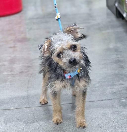 Sheldon, a Adoptable mixed breed in Anaheim Hills, CA image 2/3