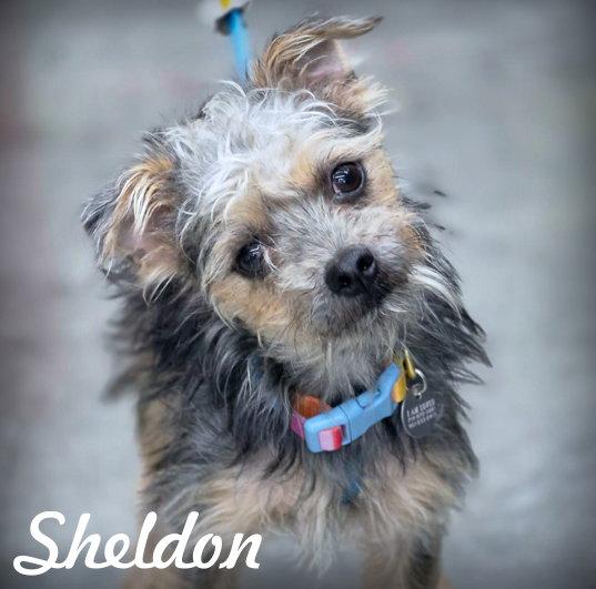 Sheldon, a Adoptable mixed breed in Anaheim Hills, CA image 3/3