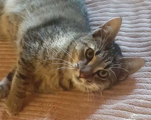 Enlarge Denzel, a Adoptable Domestic Short Hair in Tiburon, CA image 1/5