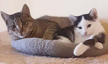 Enlarge Denzel, a Adoptable Domestic Short Hair in Tiburon, CA image 2/5