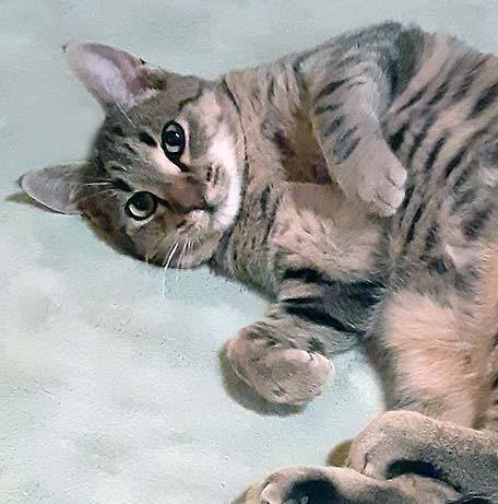 Enlarge Denzel, a Adoptable Domestic Short Hair in Tiburon, CA image 3/5