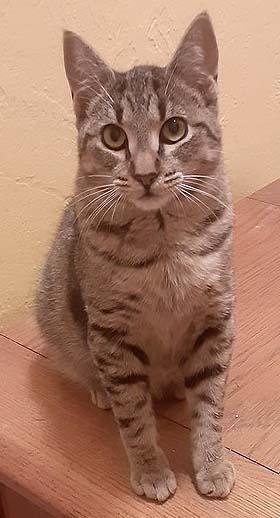 Enlarge Denzel, a Adoptable Domestic Short Hair in Tiburon, CA image 4/5