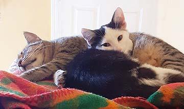 Enlarge Denzel, a Adoptable Domestic Short Hair in Tiburon, CA image 5/5