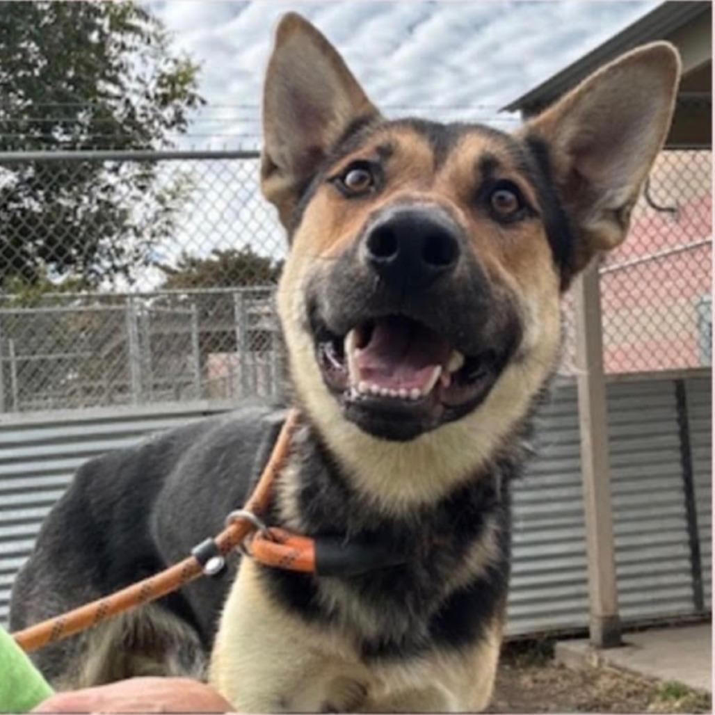 Enlarge Finn, a Adoptable mixed breed in Stagecoach, NV image 1/1