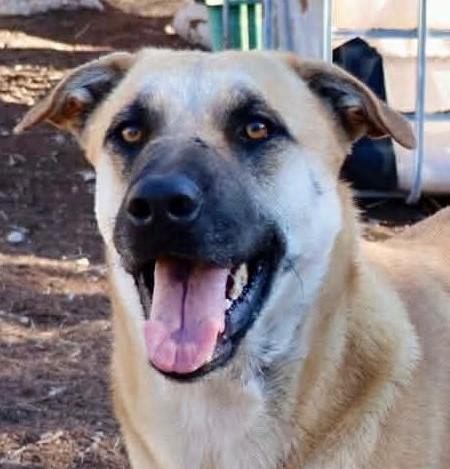 HollyBerry, Adoptable, Adult Female Black Mouth Cur & Anatolian Shepherd.