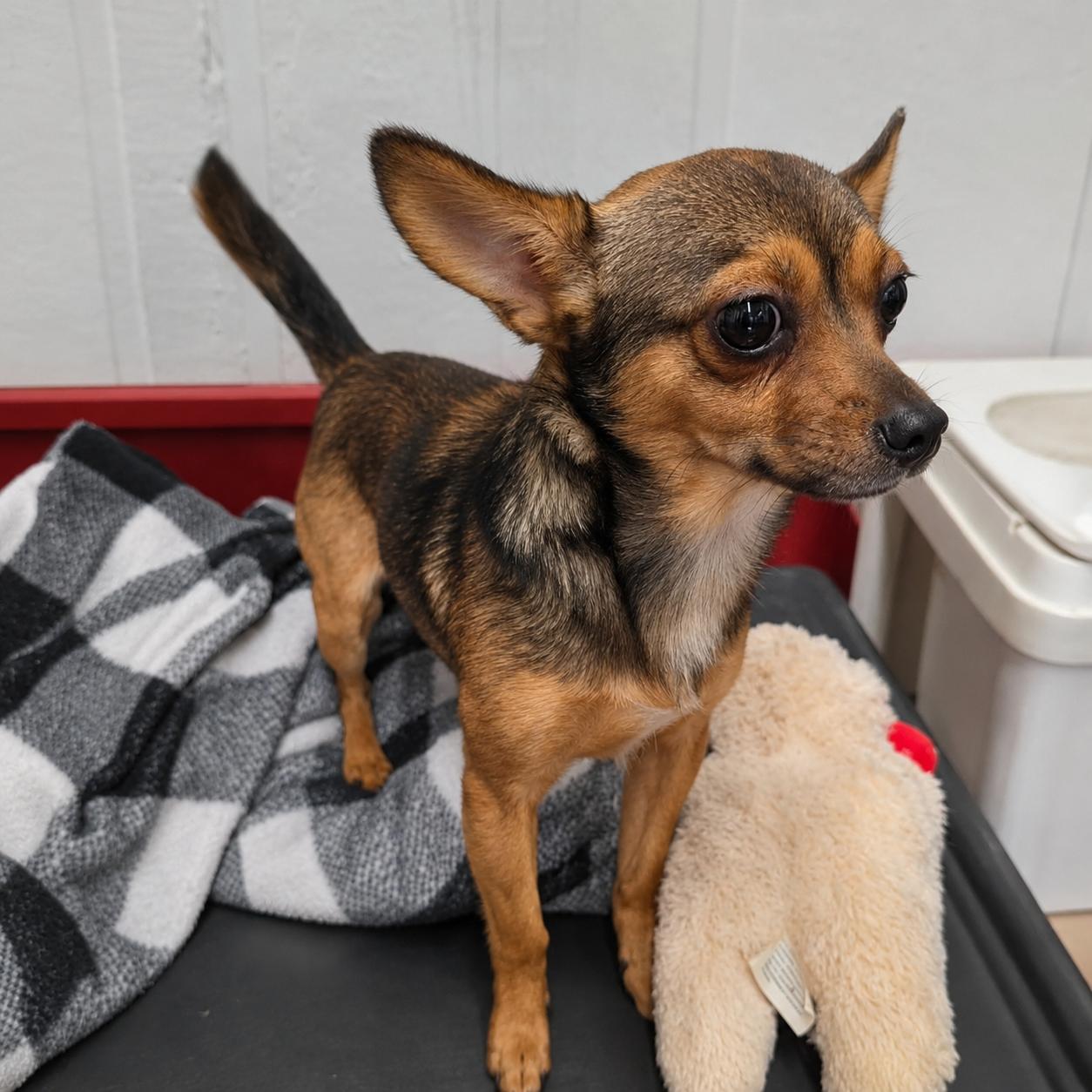 Robbie, adopted, Young Male Chihuahua.
