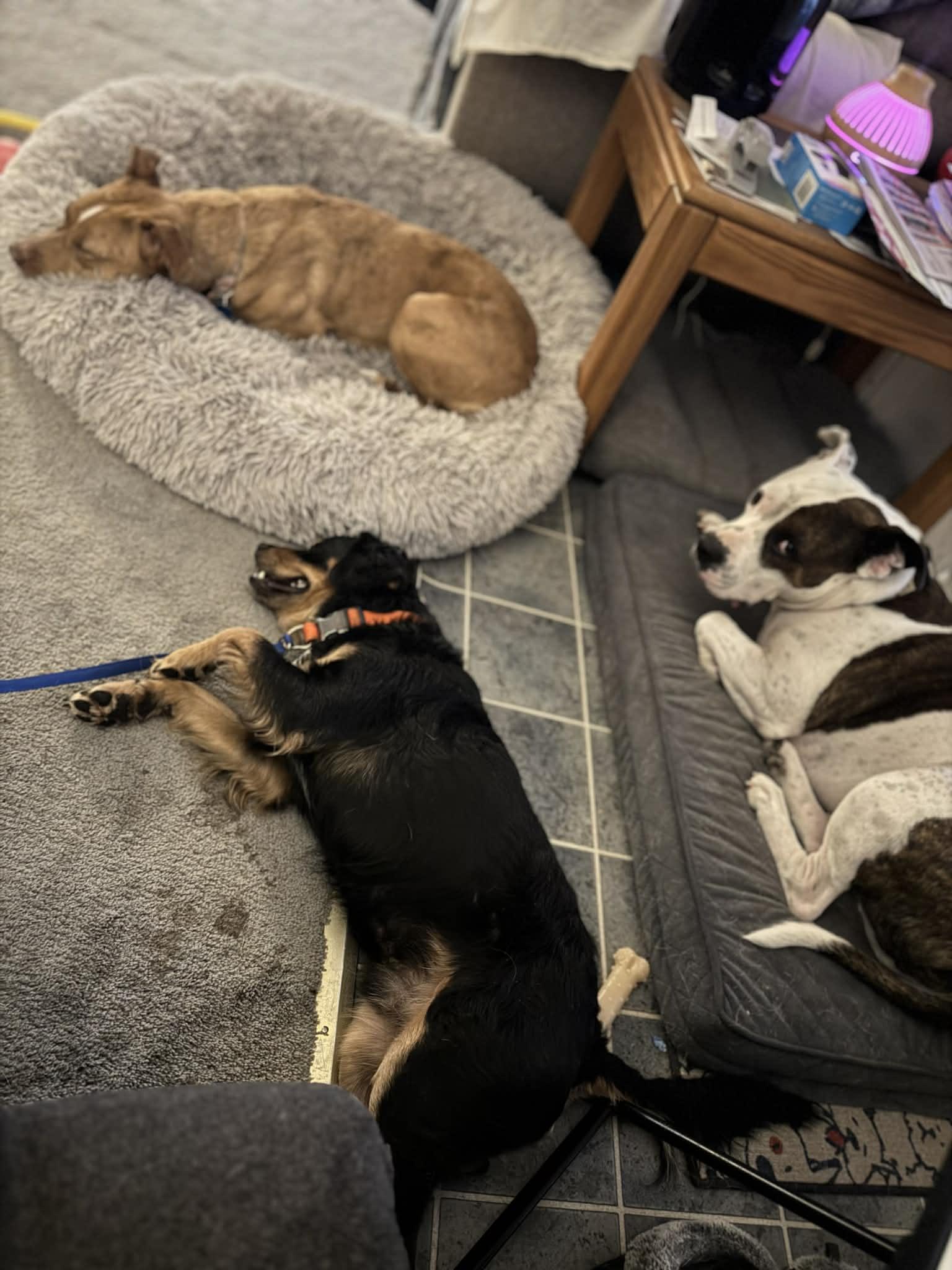 Teddy, a Adoptable mixed breed in Creston, IA image 1/4