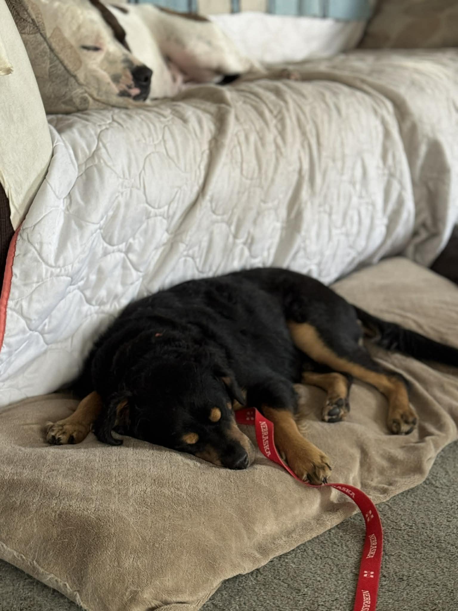 Teddy, a Adoptable mixed breed in Creston, IA image 2/4