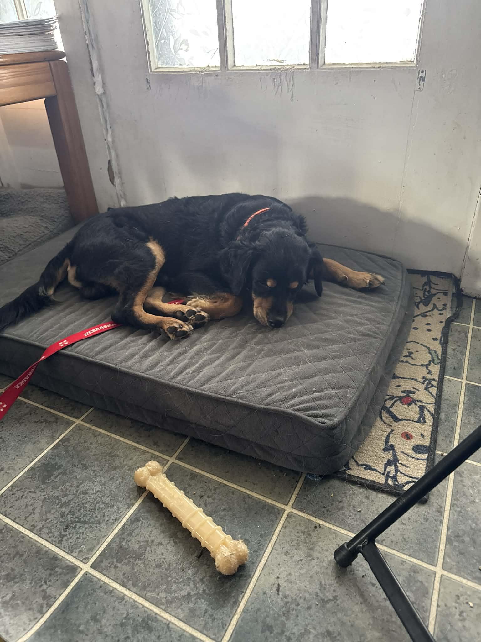 Teddy, a Adoptable mixed breed in Creston, IA image 3/4