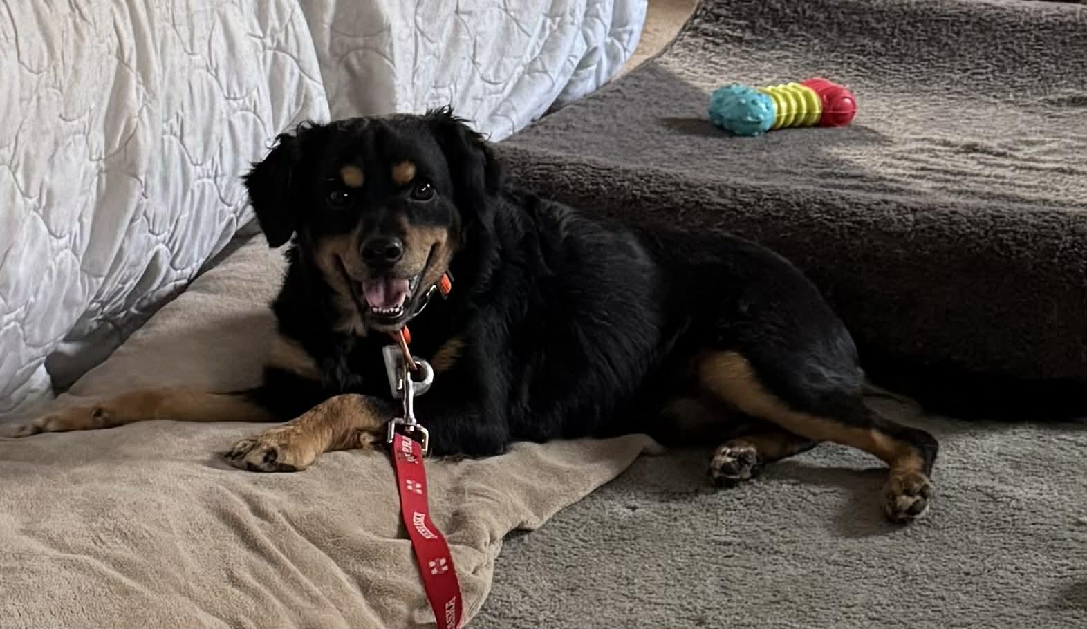 Teddy, a Adoptable mixed breed in Creston, IA image 4/4