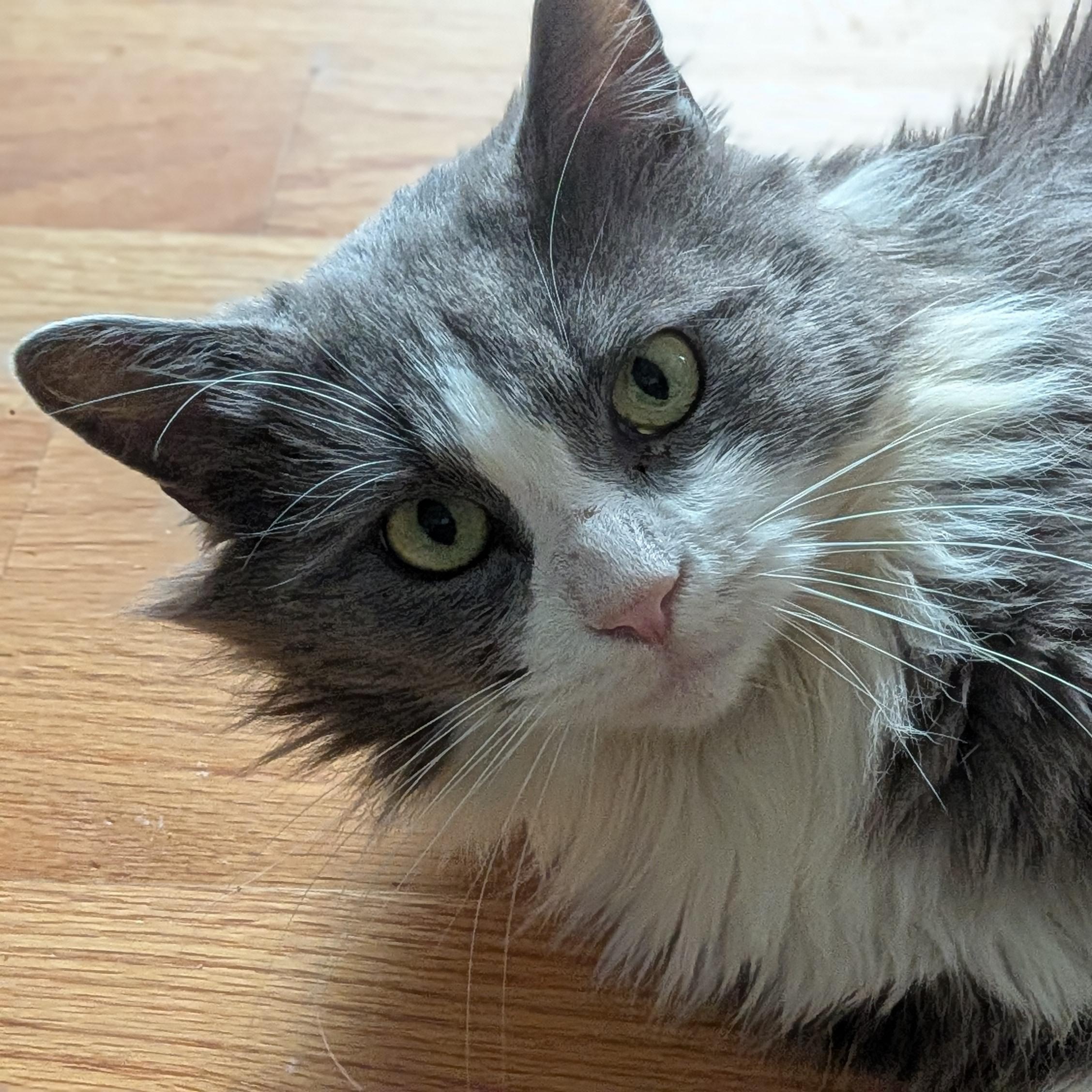 Enlarge Big Boy, a ADOPTABLE Domestic Long Hair in Wilmington, NC image 2/6