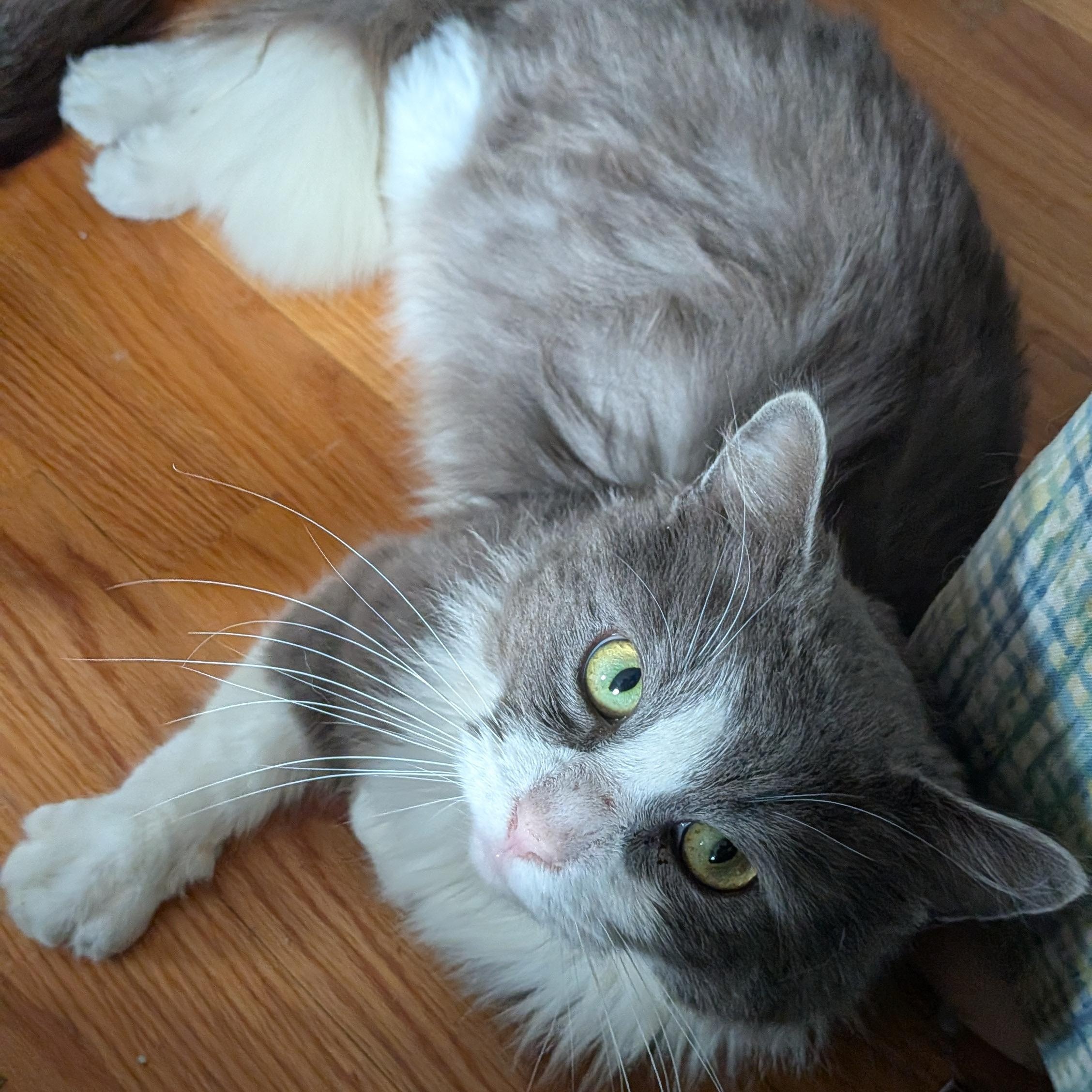 Big Boy, ADOPTABLE, Adult Male Domestic Long Hair.