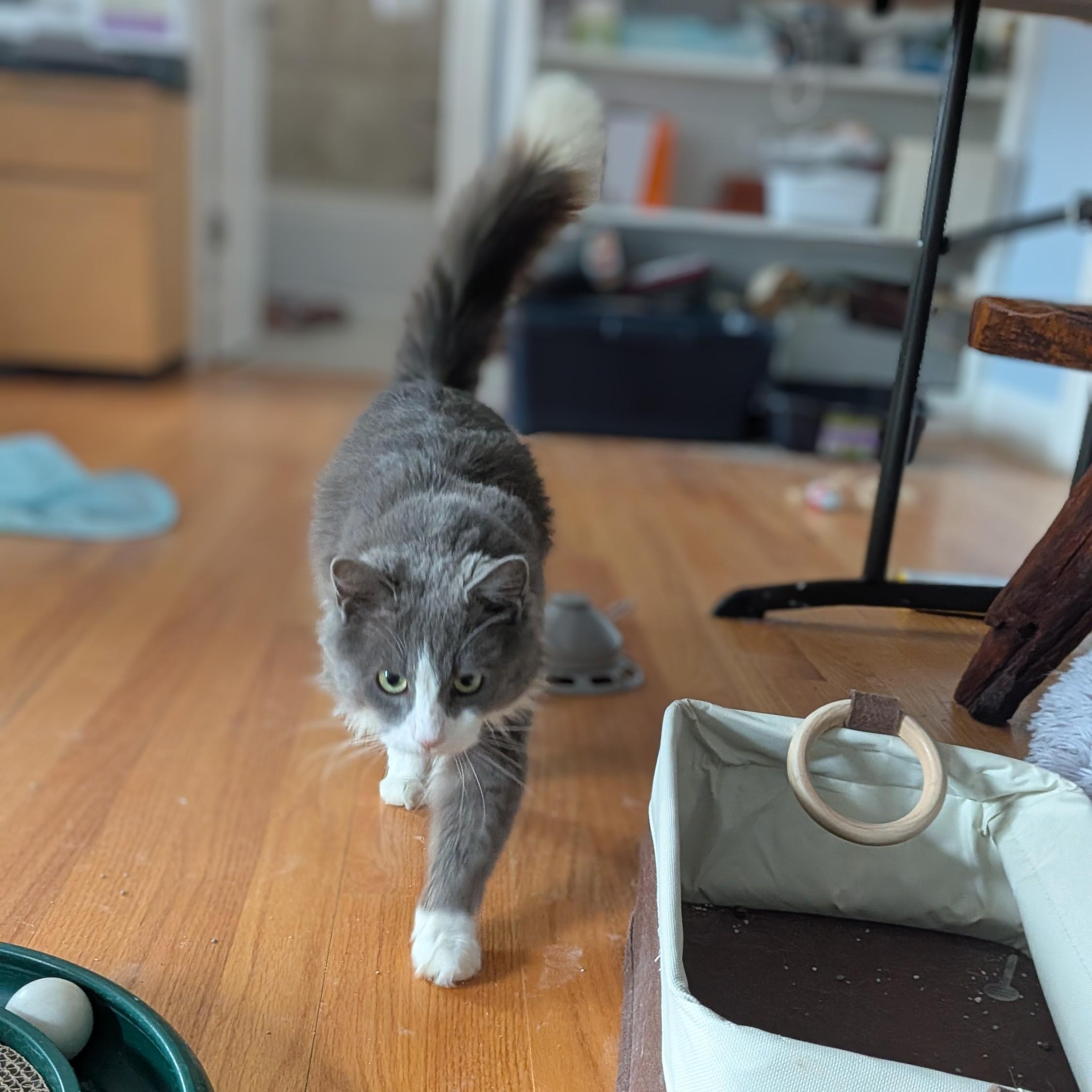 Enlarge Big Boy, a ADOPTABLE Domestic Long Hair in Wilmington, NC image 3/6