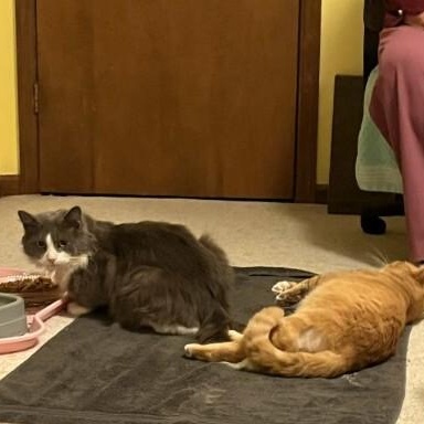 Enlarge Big Boy, a ADOPTABLE Domestic Long Hair in Wilmington, NC image 4/6