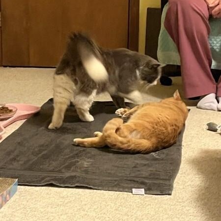 Enlarge Big Boy, a ADOPTABLE Domestic Long Hair in Wilmington, NC image 5/6