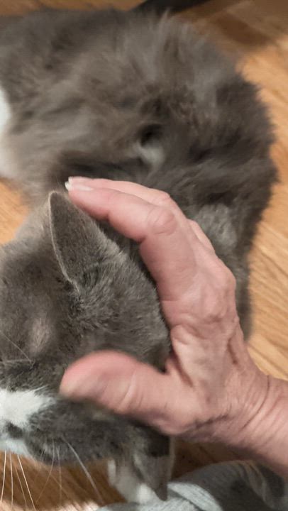 Enlarge Big Boy, a ADOPTABLE Domestic Long Hair in Wilmington, NC video 6/6