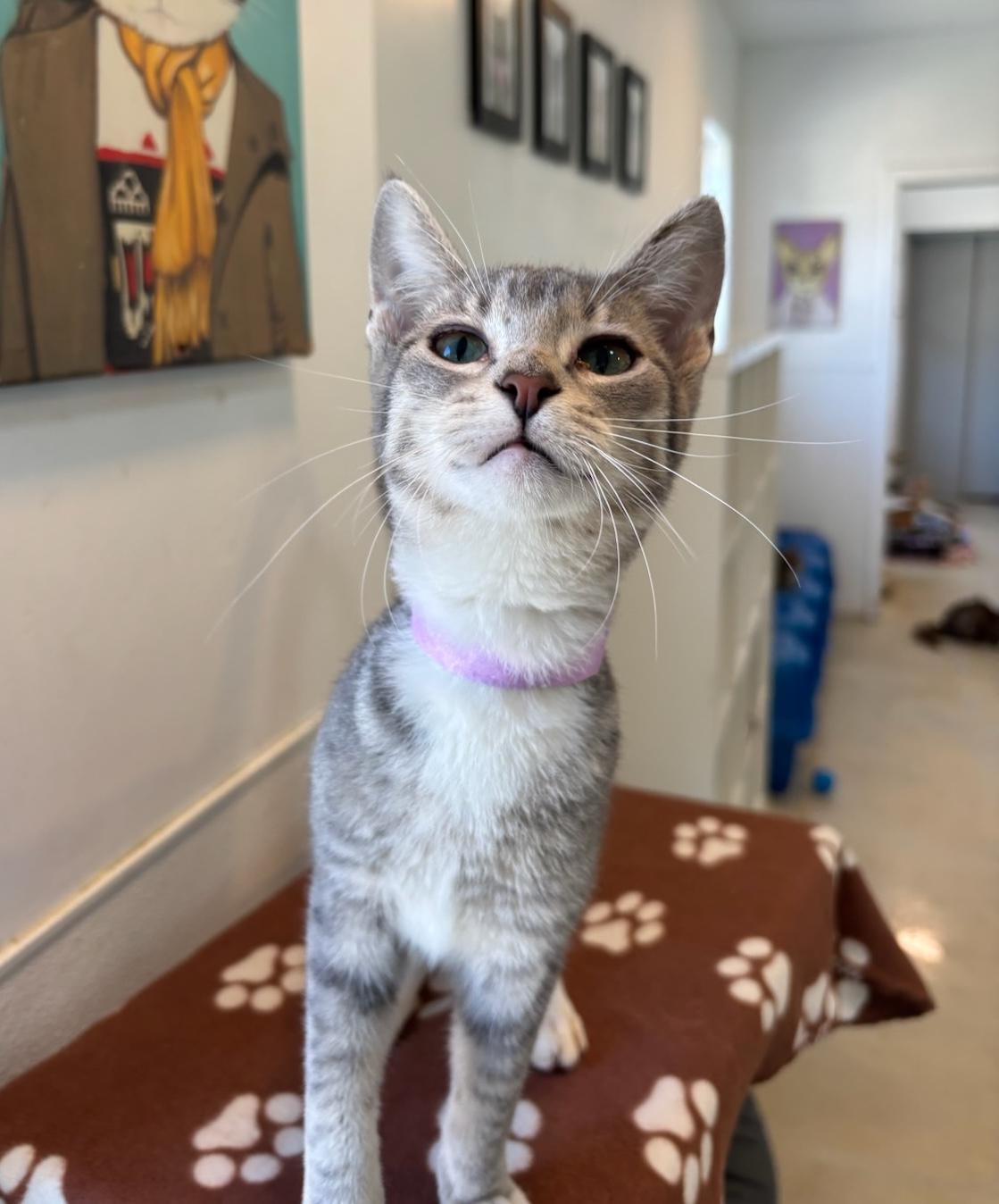 Enlarge Sunny, a Adoptable Domestic Short Hair in Chicago, IL image 2/4