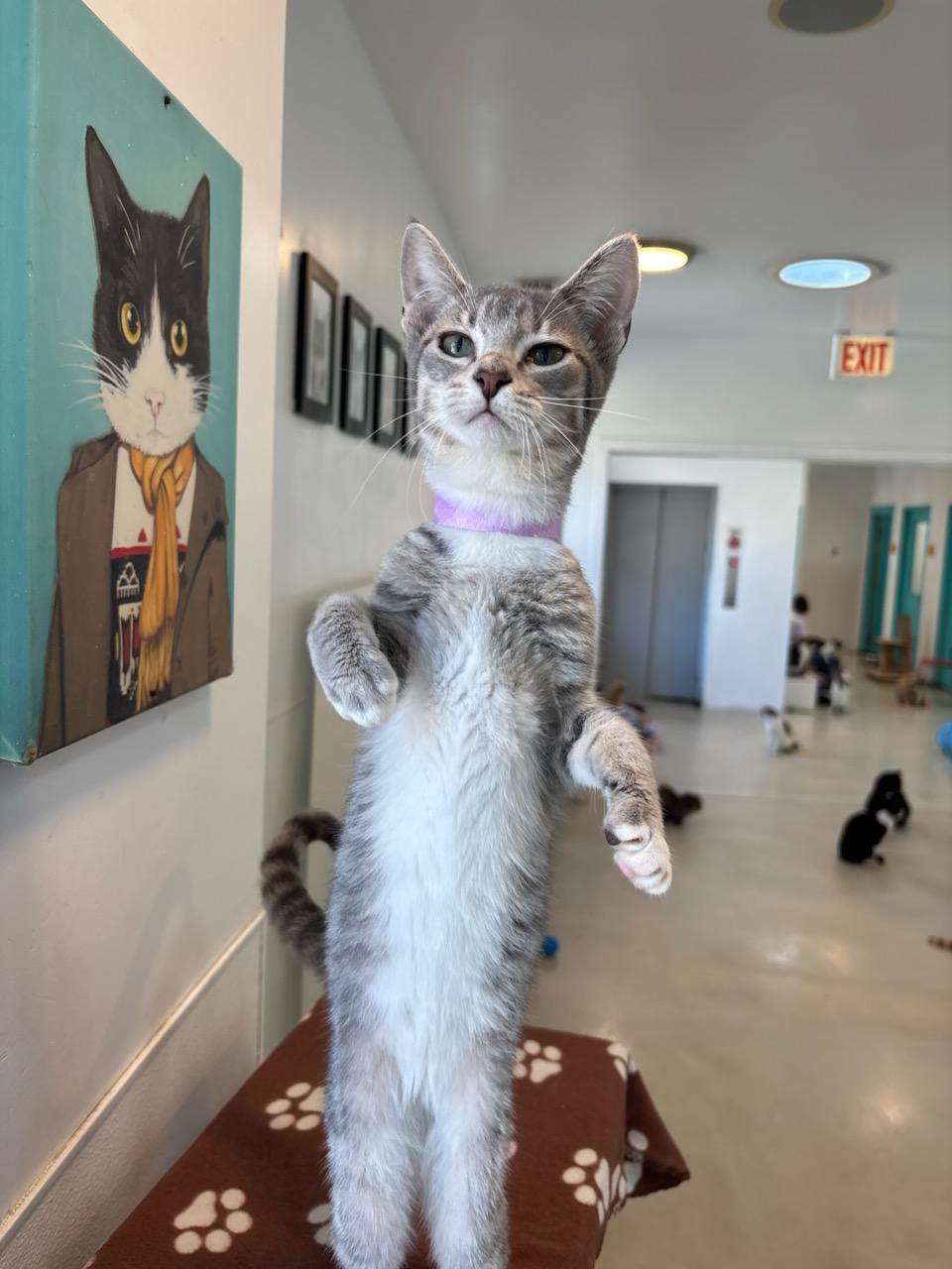 Enlarge Sunny, a Adoptable Domestic Short Hair in Chicago, IL image 4/4