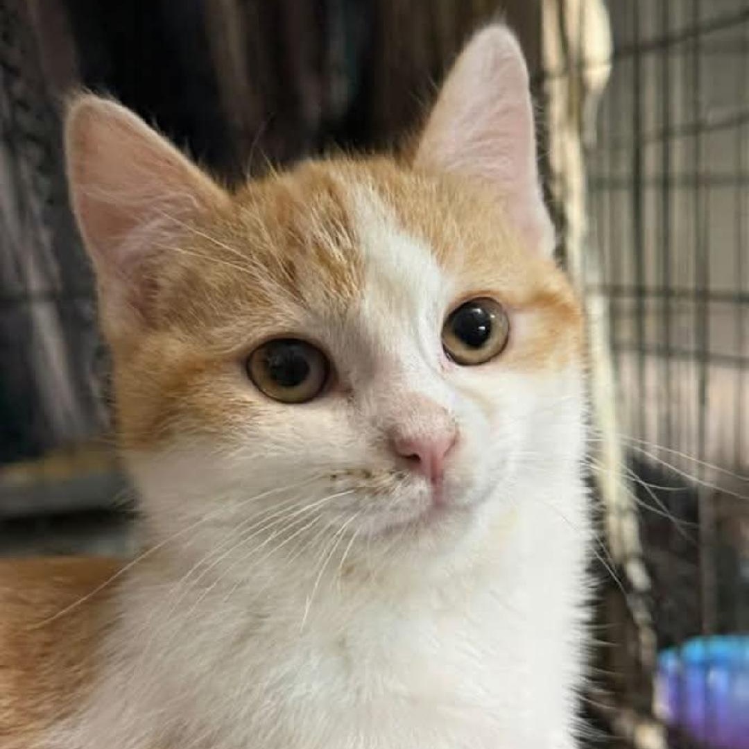 GROVER, ADOPTABLE, Young Male Domestic Short Hair.