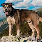 Whopper, an adopted mixed breed in Truckee, CA image 2/2