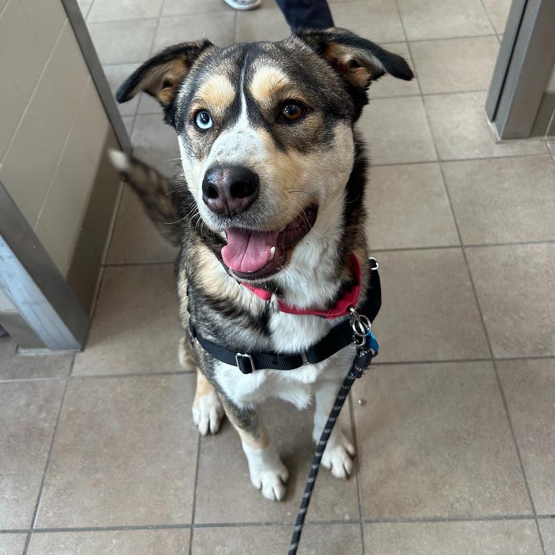 Whopper, an adopted mixed breed in Truckee, CA image 1/2