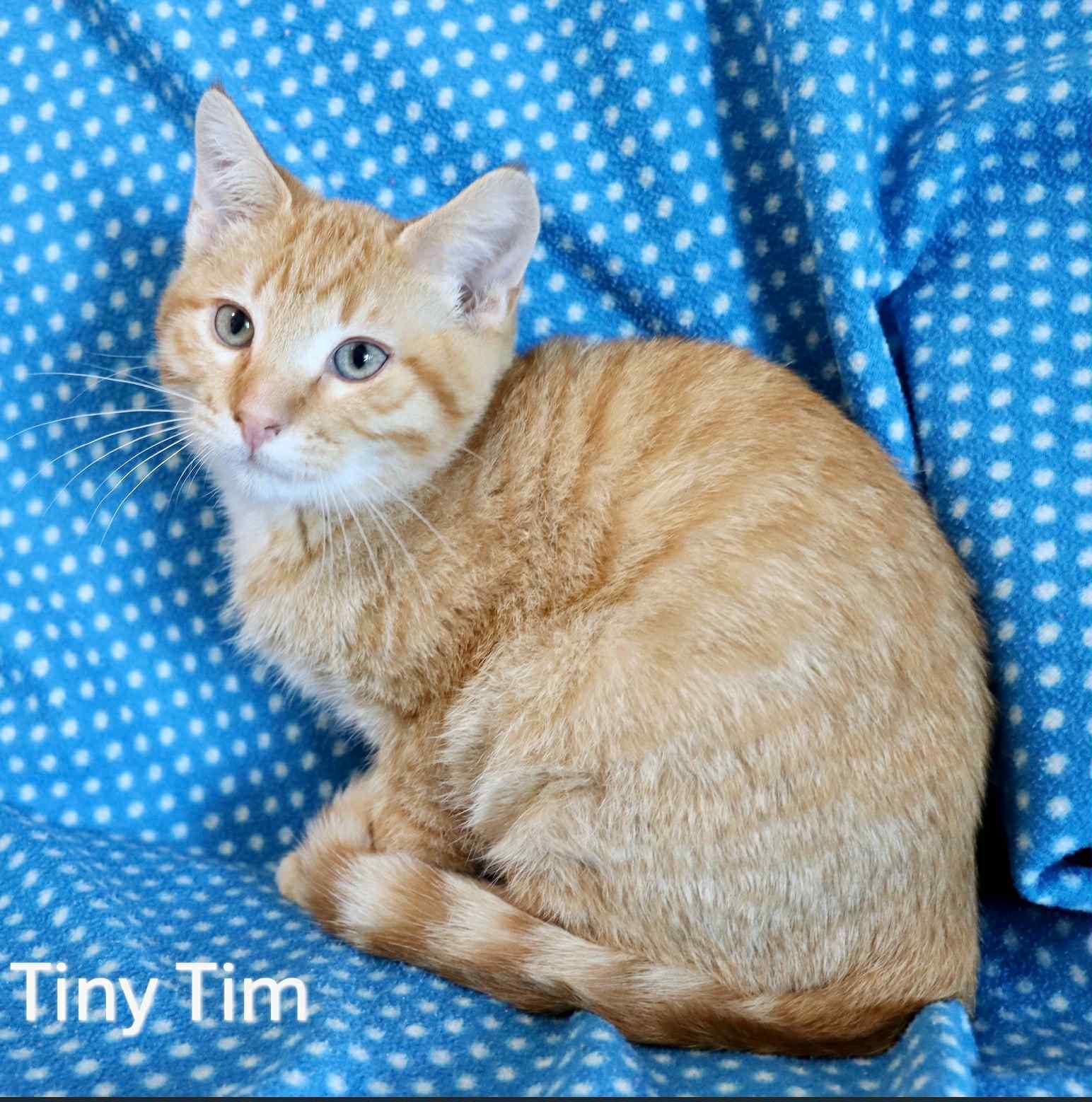 Tiny Tim, Adoptable, Young Male Tabby.