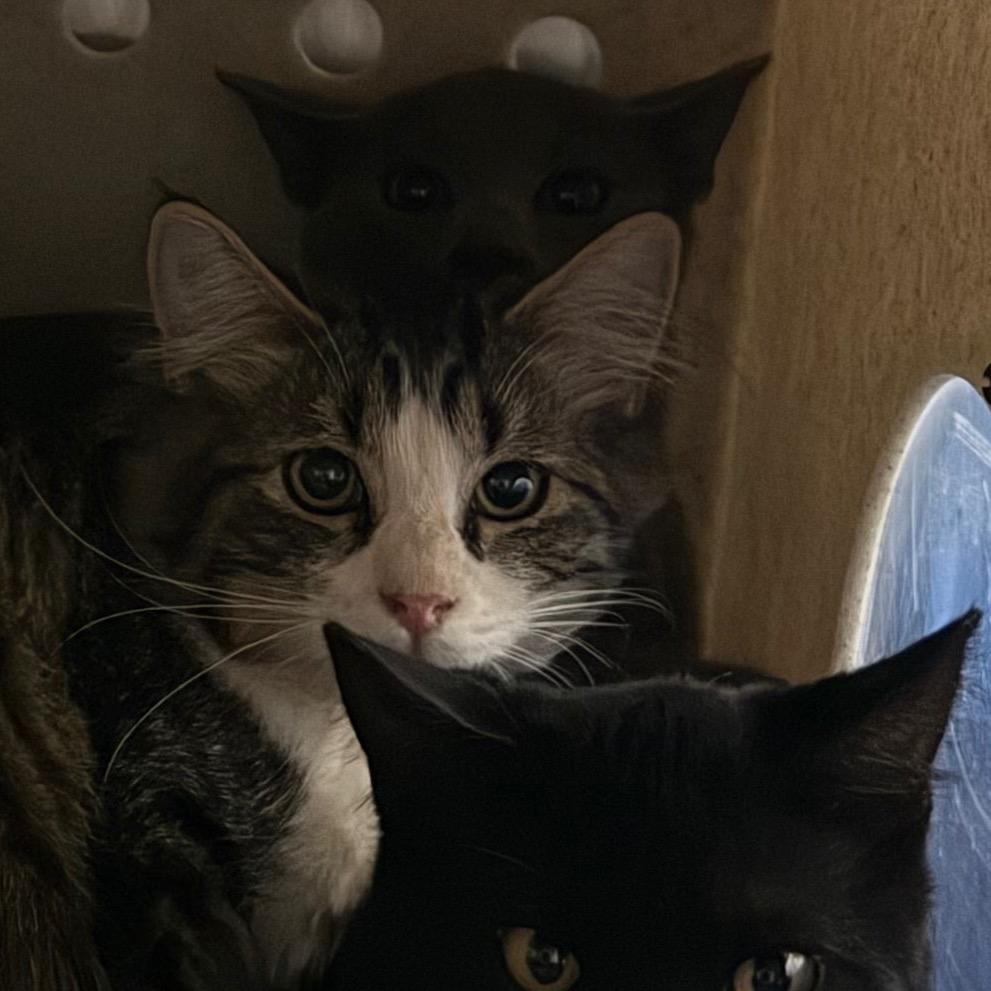 Enlarge Cinnamon, a Adoptable Domestic Short Hair in Cedaredge, CO image 2/4