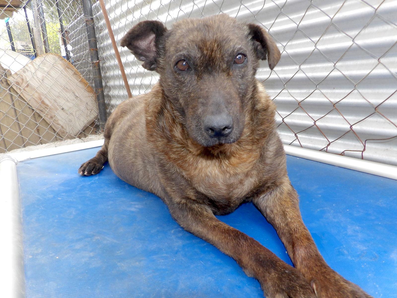 Enlarge Helen, a Adoptable Shepherd in San Diego, CA image 1/2