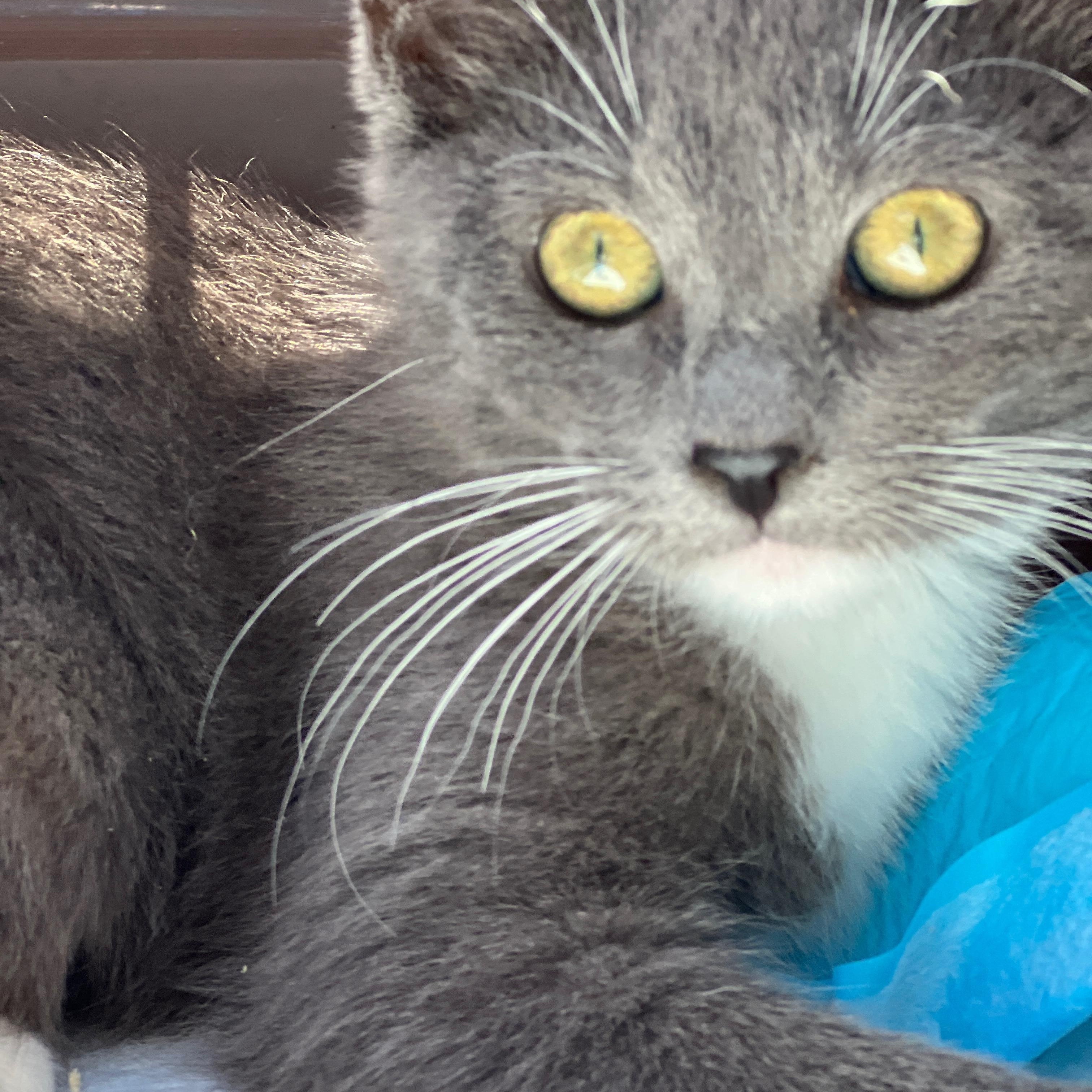 Mia, Baby Female British Shorthair